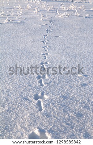 Winter snow field with hare trail traces. Cold winter day