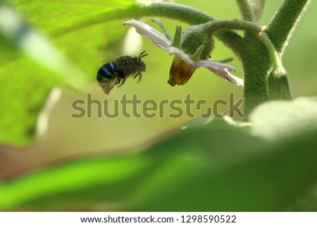 This is a picture of some sort of bee in my garden. It looks very elegant with the blue body. It was approaching the flower for nectar 