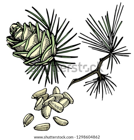Pine nuts and cedar cone vector hand drawn illustration.