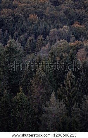 Infinite pine forest, arial view.
