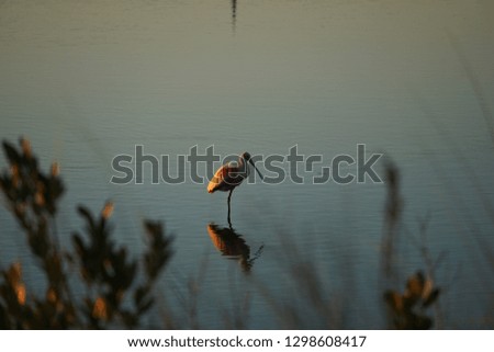 Roseate Spoonbill with reflection in water.