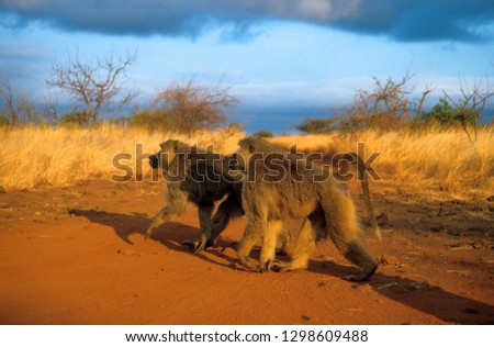 Yellow baboon in africa