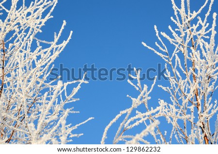 Winter snow covered trees frame