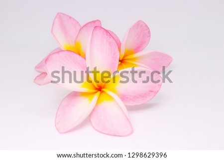 
isolated pink-white flowers or Frangipani or Plumeria (Apocynaceae) on a white background