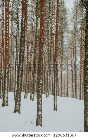 Winter in Northern Europe forest