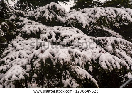 the trees covered by the first winter snow