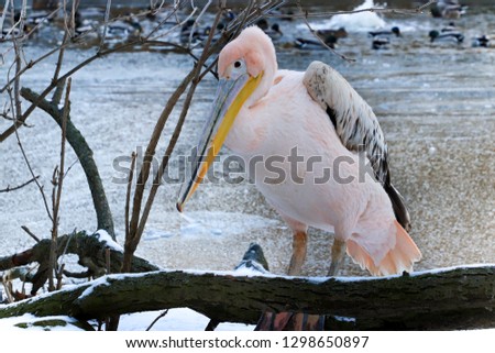 Pelican in winter. Waterbird is sitting on the tree. Photo from animal world. 