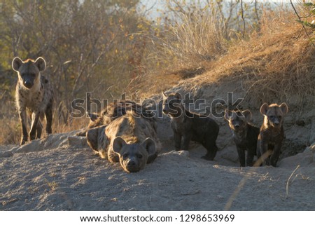 Hyena den with three cubs in Timbavati, South Africa at sunrise