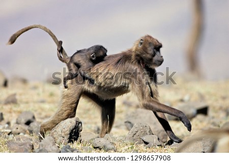 Young and female Gelada