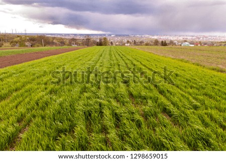 Wide panorama of green fresh wheat or corn field on background of distant city buildings and trees under cloudy blue sky. Summer or spring rural landscape, agriculture, harvest and farming concept.