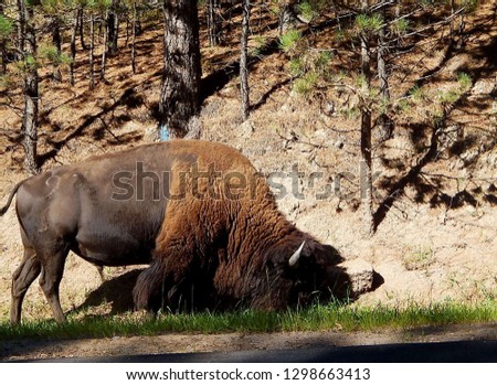 Closeup of an American bison grazing along the Wildlife Loop Road at Custer State Park in South Dakota 