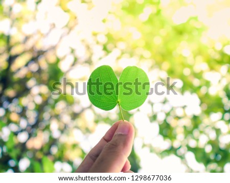The small leaf in the sunlight.