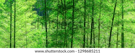 Bamboo Forest Decoration Background with Super-long Pictures,green background, wallpaper.
