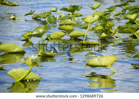 Blue bird swims through Everglades Lillies