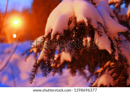 Christmas trees in winter with snow at night