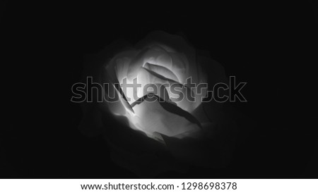 rose black white