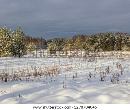 A vast snow field with last year's dry grass and woods in the distance. The white snow contrasts with the dark blue sky before snowing. Rural view.