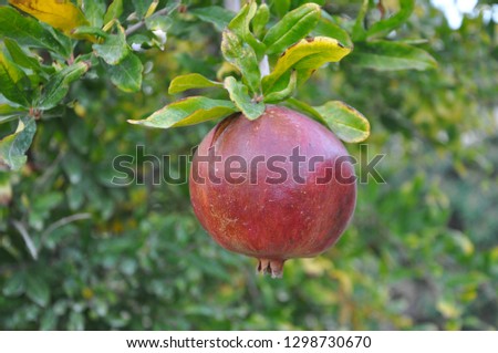 The beautiful Pomegranate in farmland
