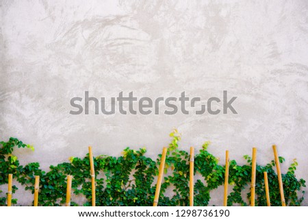 White cement background with plant