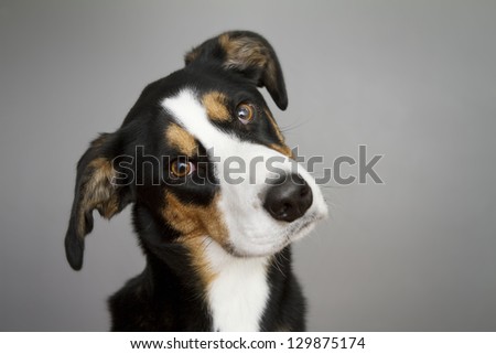 Dog Tilting Head to Side Royalty-Free Stock Photo #129875174