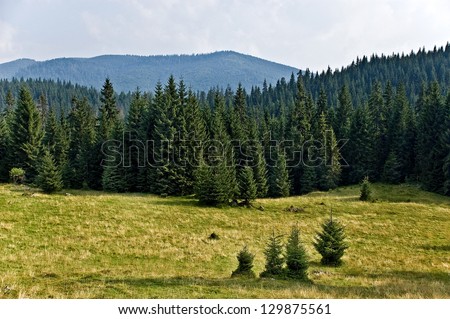 Pine Tree Forrest in the Montains Royalty-Free Stock Photo #129875561