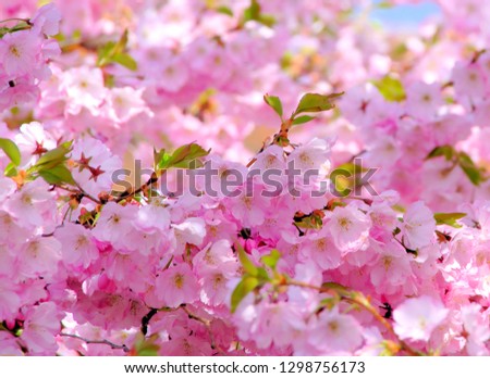 Pink Cherry Blossom Sakura