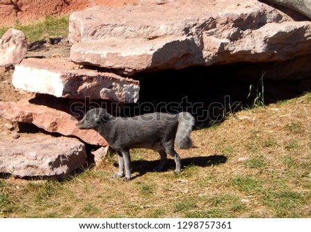 Small young gray silver fox standing outside its rock den 
					