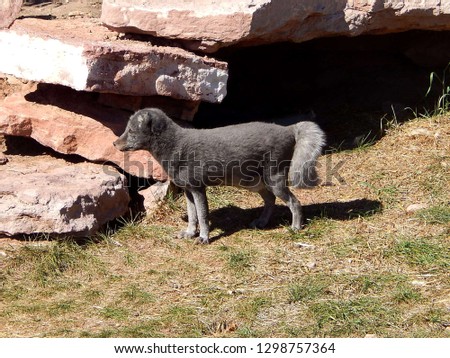 Small young gray silver fox standing outside its rock den 
					