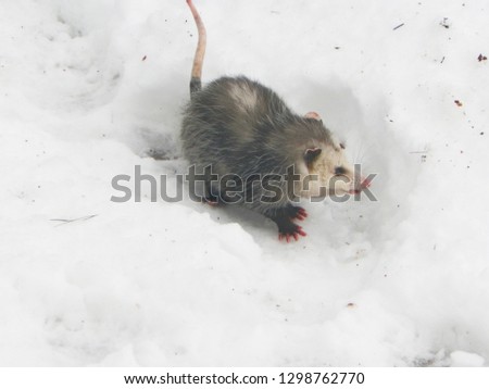 Opossum looking for food winter