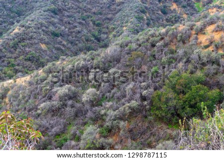 Southern California forest hillsides in winter for backgrounds