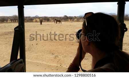 A female white tourist with long hair is photographing elephants from a car during a safari trip in Namibia, Africa.