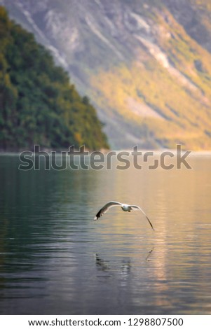 seagull flying low over the norwegian fjord looking for fish to eat