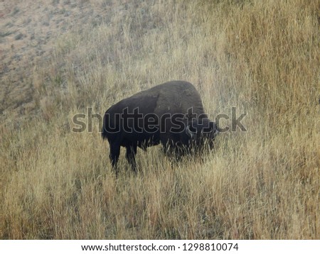 One American bison grazing on prairie grasses in Yellowstone National Park
					