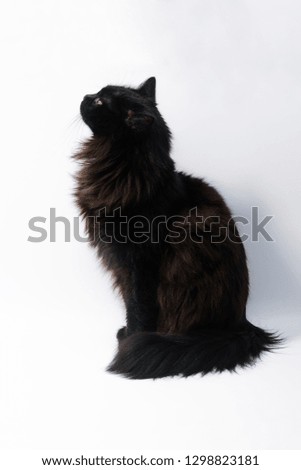 Black cat isolated on white background. Clipping path, copy space for text