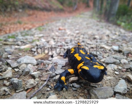salamander in forest on the road