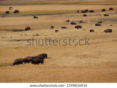 Herd of American bison at Yellowstone National Park in Wyoming 
					
