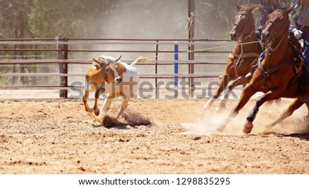 A horse rears back as a calf is lassoed in a team roping event at an Australian country rodeo