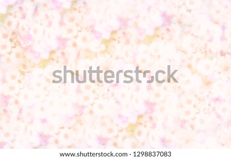 Pattern of fresh colorful flowers background