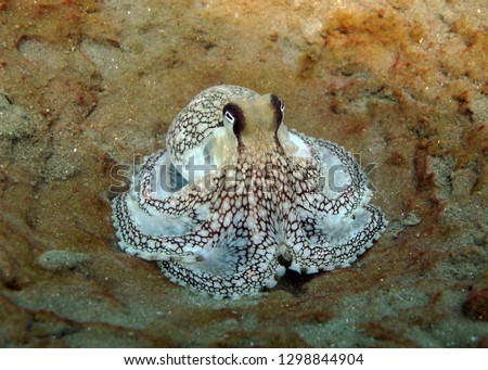 Amazing underwater world -  Coconut octopus - Amphioctopus marginatus.  Underwater photography. Diving and snorkeling in Pattaya, Thailand.                    
