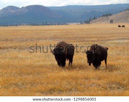 Pair of American bison standing along road at Yellowstone National Park in Wyoming 
					