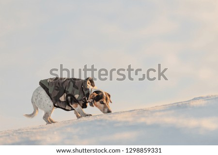 Small cute handsome Jack Russell Terrier dog with protective clothing in nature be on the move in front of atmospheric cloudy sky