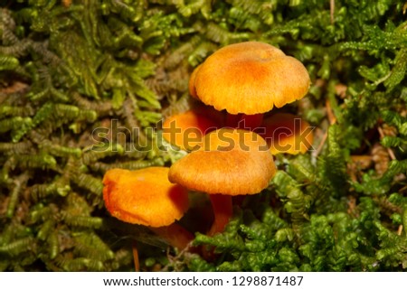Cluster of orange waxcap mushrooms, probably Hygrocybe marginata, in moss of a pine woods at Mud Pond in Sunapee, New Hampshire. Royalty-Free Stock Photo #1298871487