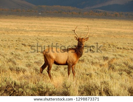 Large elk deer with antlers standing in the grasslands of Yellowstone National Park in Wyoming 
					