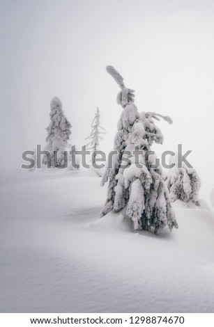 Snowy forest. Scenery for the tourists.