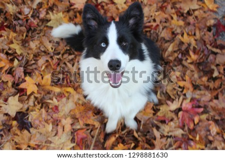 black and white border collie sits and smiles in the autumn leaves (fall)