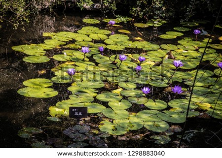 Water lily plants over water in a pond, near West Lake, in Hangzhou, China