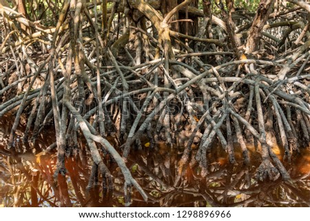 Mangle roots as part of mangroves in Mexico
Complex roots over water bodies filled with tannins