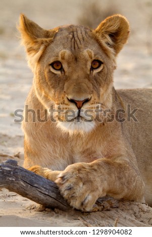 African lion (Panthera Leo), female, Kgalagadi Transfrontier Park, Kalahari desert, South Africa.