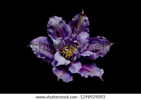 Beautiful flowers on a black background. An isolated photograph. Quality color Royalty-Free Stock Photo #1298929093