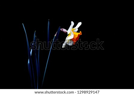 Beautiful flowers on a black background. An isolated photograph. Quality color